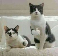 Приколы с котэ