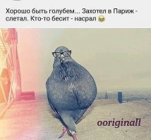 В Челябинске даже голуби суровые! 