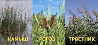 Рогоз - это рогоз, а камыш - это камыш.