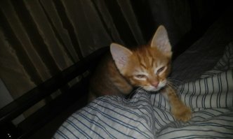 Мой опасный хищник