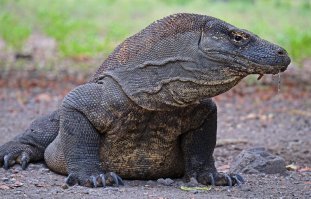 Комодский дракон, он же комодский варан