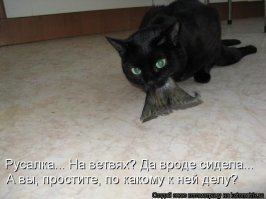 Приколы с котэ