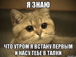 Как выглядит обижулька: 30 животных, перед которыми очень провинились