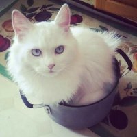 Вари меня полностью