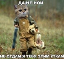 Познакомьтесь с самой маленькой дикой кошкой в мире!