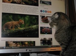 Познакомьтесь с самой маленькой дикой кошкой в мире!