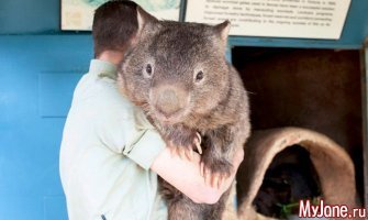 15 самых восхитительных животных, которых природа создавала в хорошем настроении