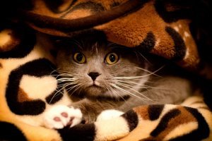 Мои домочадцы, кот Мартин и кошечка Милана!