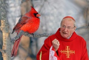 Птица Кардинал. На фото - слева.