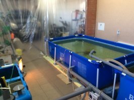 Коллега по работе, фанат всего рыбного все виды ловли - зимняя, летняя, нелегальная и т.д. :)
Лет пять назад загорелся разведением благородных рыбов на дому.
У себя в подвале дома, рядом с гаражом в помещении где-то в 6х4 м (фото с инета, не его, но там аналогично)соорудил бассейны (детские интех), забацал полную автоматику - фильтрование, очистка воды, тепло, кормежка, освещение и вуаля!
Перед этим НГ сдал в кабаки осетров кило на сто.
До кучи, по друзьям раскидал по цене трески :)
Ну и в тему - себе оставил для икры, там говорит сложный процесс: откормка выращивание и "дойка". Пока опыта набирается.
Не еврей и нет корней в Израиле :)