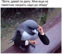 В Челябинске даже голуби суровые! 