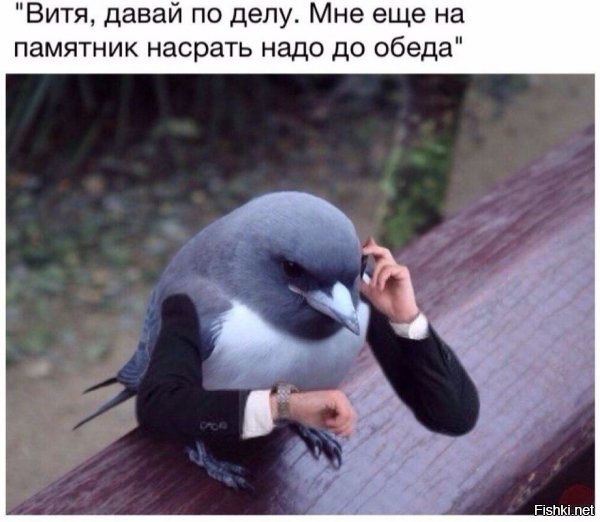 В Челябинске даже голуби суровые! 