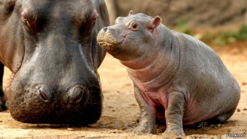Гипопотаму !