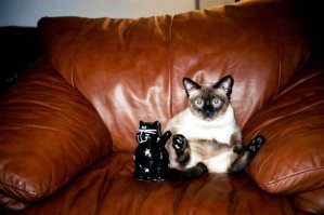 Приколы с котэ