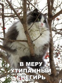 Кошки,которые не любят снег