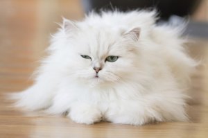 У свекрови есть кошка персидская, ей на данный момент 22 года. Играет до сих пор, главное хорошо ухаживать и правильно кормить... Выглядит примерно как на фото