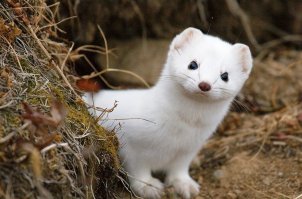 По мне ласка, хотя свирепый хищник.