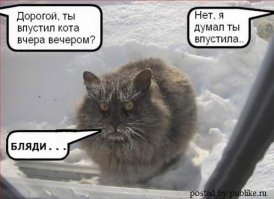 Кошки,которые не любят снег