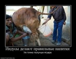 Осторожно гоа