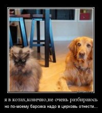 На Avito продавали отфотошопленного кота под видом «редкого трансильванского мейн-куна»