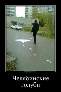 В Челябинске даже голуби суровые! 