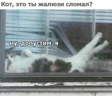 Что делают домашние питомцы, пока хозяева не видят: 23 презабавнейших фото