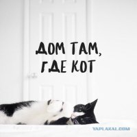 10 кошачьих секретов, о которых вы не догадывались