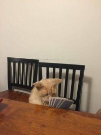 Животные,которые хотят походить на людей