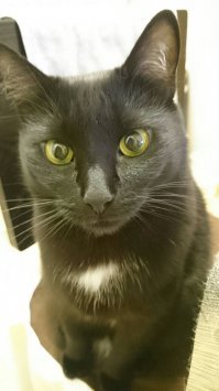 Глаза попрошайки