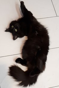 10 кошачьих секретов, о которых вы не догадывались