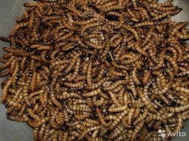 Кошачий без соли, пробовал консерву, свежайшая рыба в масле)) А еще както дегустировал этих хрустиков.