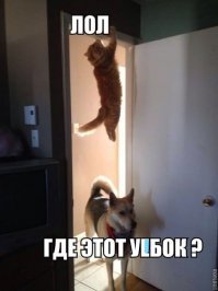 Что делают домашние питомцы, пока хозяева не видят: 23 презабавнейших фото