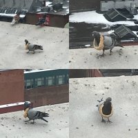 Животные,которые хотят походить на людей