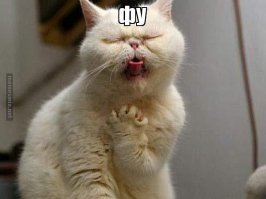 Вот как выглядят варенные пингвиньи яйца