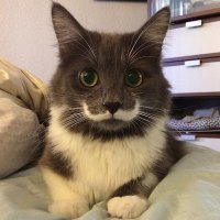 Ни на кого не похож: самые невероятные отметины у животных