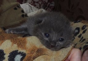 16 доказательств того, что коты растут ну очень быстро