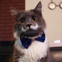 Ни на кого не похож: самые невероятные отметины у животных