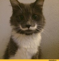 Ни на кого не похож: самые невероятные отметины у животных