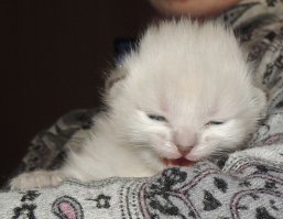 16 доказательств того, что коты растут ну очень быстро