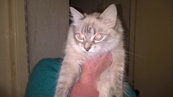 16 доказательств того, что коты растут ну очень быстро