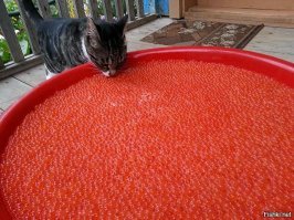 10 кошачьих секретов, о которых вы не догадывались