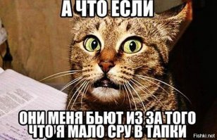 10 кошачьих секретов, о которых вы не догадывались