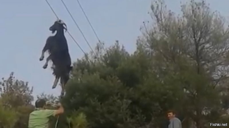 В Греции спасли повисшего на проводах козла