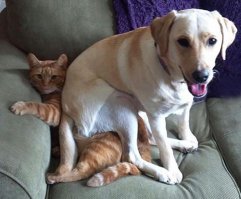 Что делают домашние питомцы, пока хозяева не видят: 23 презабавнейших фото