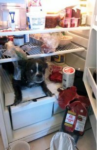 Что делают домашние питомцы, пока хозяева не видят: 23 презабавнейших фото