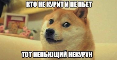 Когда ты самый стильный пёc на районе 