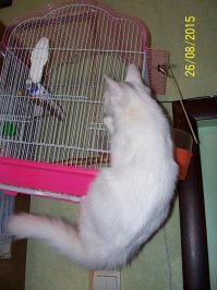 Что делают домашние питомцы, пока хозяева не видят: 23 презабавнейших фото