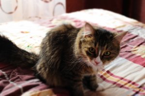 2 года назад в Питере в мусорном контейнере нашли котенка - он ещё даже глазки не открыл, мяукал из последних сил -мы случайно услышали. Вытащили,отогрели, отмыли, с трудом накормили и повезли на ПМЖ в Мурманскую область - сейчас выросла пушистая красотка "всех загрызу, всех покусаю"  - типичная гопница, но дома её все любят именно за непростой характер))