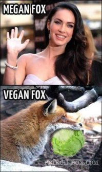 Как я чуть не стал вегетарианцем в Индии