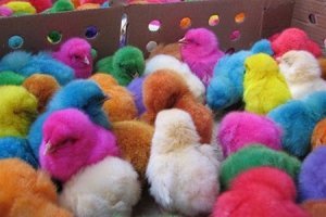 меня возмущают такие  подарки  простой пример крашенные цыплятьа на пасху.  просто издевательство.